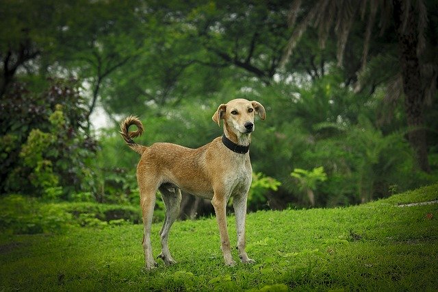 ดาวน์โหลดฟรี Indian Dog Nature - ภาพถ่ายหรือรูปภาพฟรีที่จะแก้ไขด้วยโปรแกรมแก้ไขรูปภาพออนไลน์ GIMP