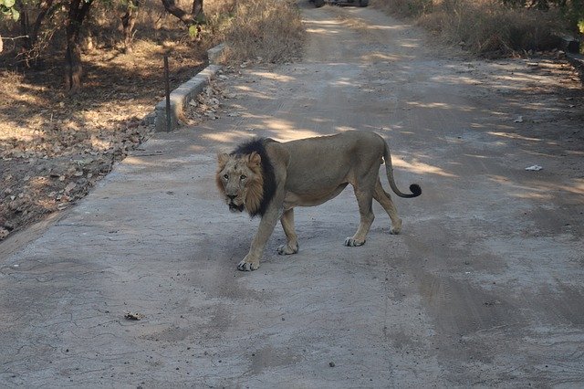 Free download Indian Lion Asian Junagadh -  free photo or picture to be edited with GIMP online image editor