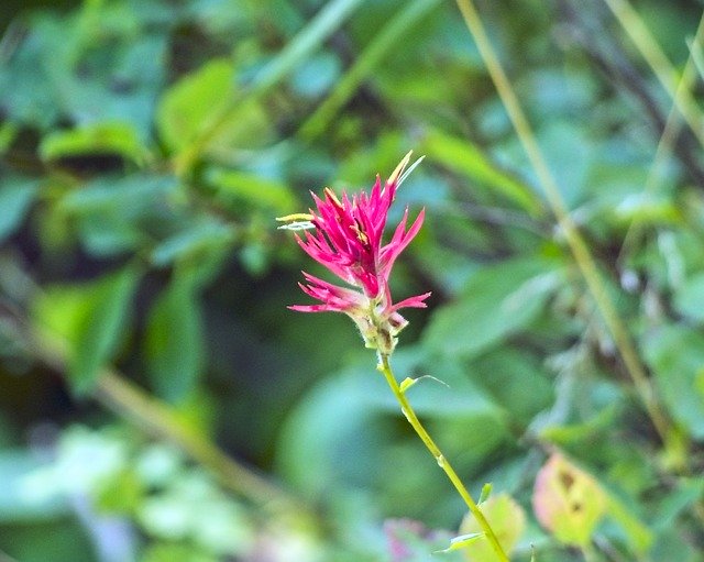 Free download Indian Paintbrush Prairie-Fire -  free photo or picture to be edited with GIMP online image editor