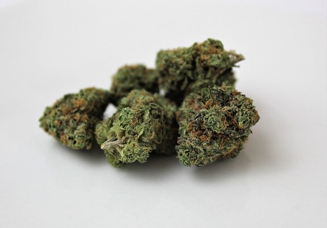 Free download Indica Marijuana Weed -  free photo or picture to be edited with GIMP online image editor