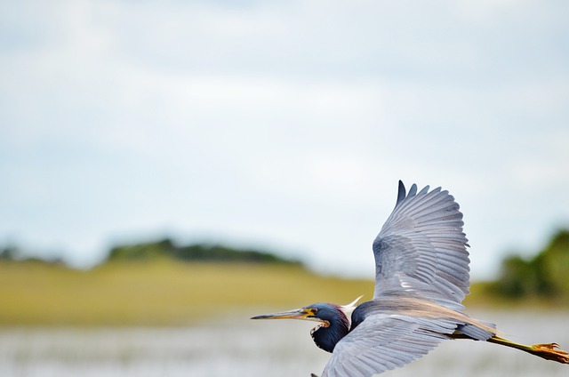 Free download in flight blue heron florida usa free picture to be edited with GIMP free online image editor