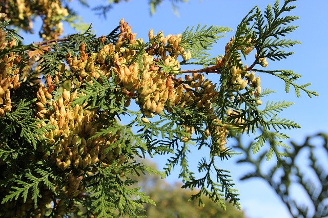 Free download Inflorescence Ornamental Shrub -  free photo or picture to be edited with GIMP online image editor