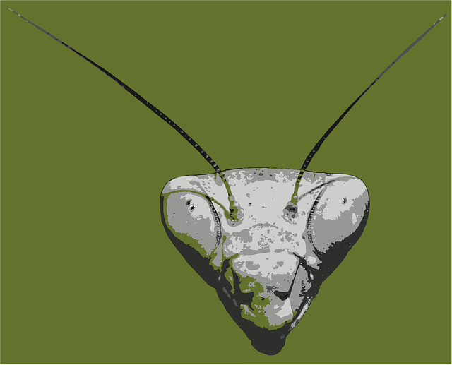 Free download Insect Antenna Animal -  free illustration to be edited with GIMP free online image editor