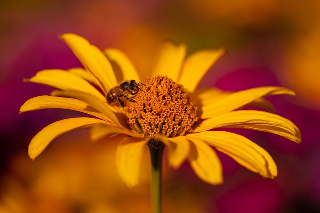 Free download insect bee entomology pollination free picture to be edited with GIMP free online image editor