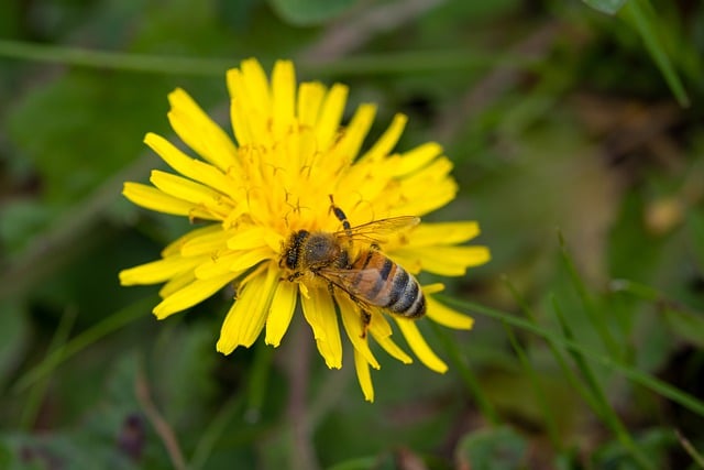 Free download insect bee entomology wings nature free picture to be edited with GIMP free online image editor