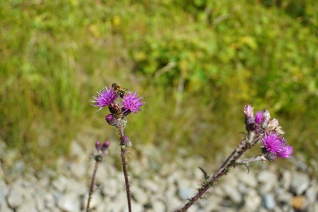 Free download Insect Bees Allgäu -  free photo or picture to be edited with GIMP online image editor