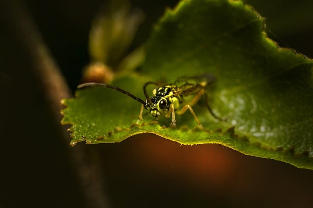 Free download insect beetle entomology weevil free picture to be edited with GIMP free online image editor