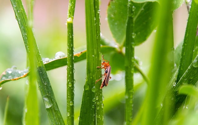 Free download insect beetle nature grass free picture to be edited with GIMP free online image editor