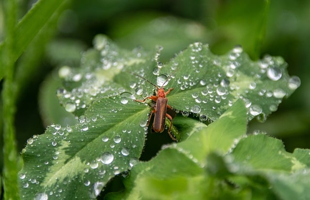 Free download insect beetle plant waterdrops free picture to be edited with GIMP free online image editor