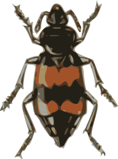 Free download Insect Beetle Small - Free vector graphic on Pixabay free illustration to be edited with GIMP free online image editor