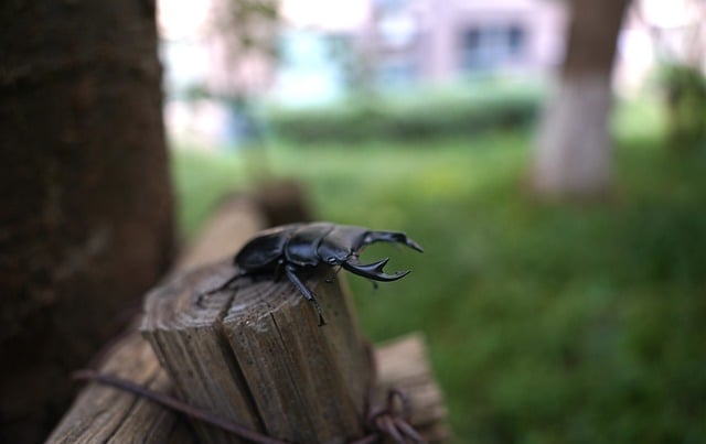 Free download insect beetle spade beetle free picture to be edited with GIMP free online image editor