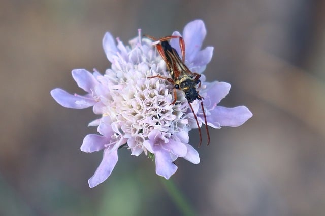 Free download insect beetle stenopterus spring free picture to be edited with GIMP free online image editor