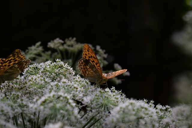 Free download insect butterfly entomology flower free picture to be edited with GIMP free online image editor