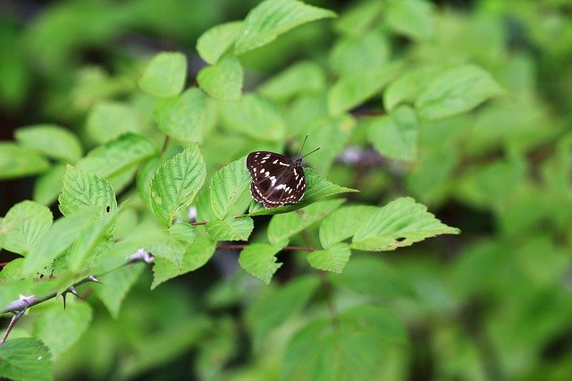 Free download Insect Butterfly Green -  free photo or picture to be edited with GIMP online image editor