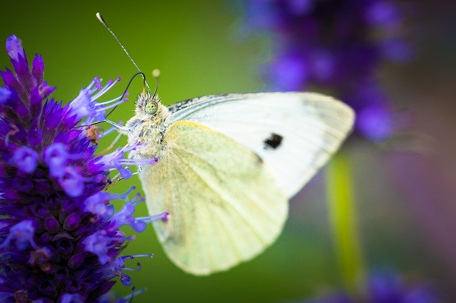 Free download Insect Butterfly Nature -  free free photo or picture to be edited with GIMP online image editor