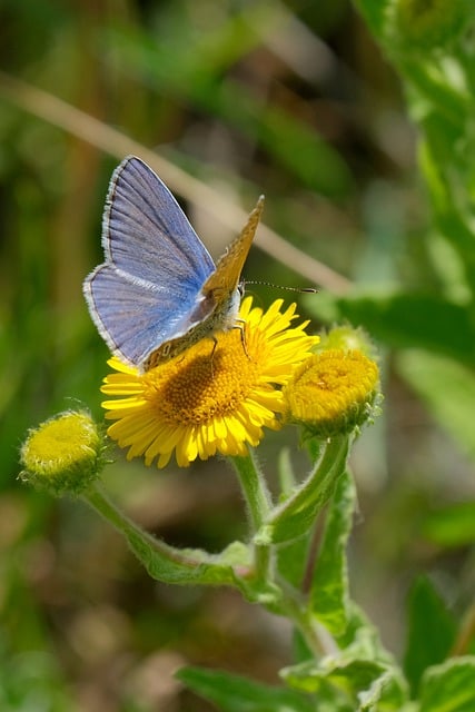 Free download insect butterfly petals entomology free picture to be edited with GIMP free online image editor