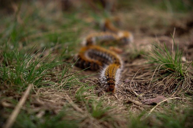 Free download insect caterpillar entomology free picture to be edited with GIMP free online image editor