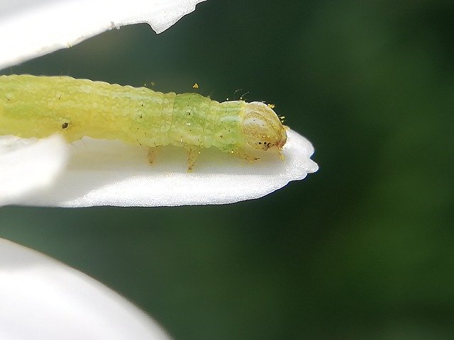 Free download Insect Caterpillar Macro -  free photo or picture to be edited with GIMP online image editor