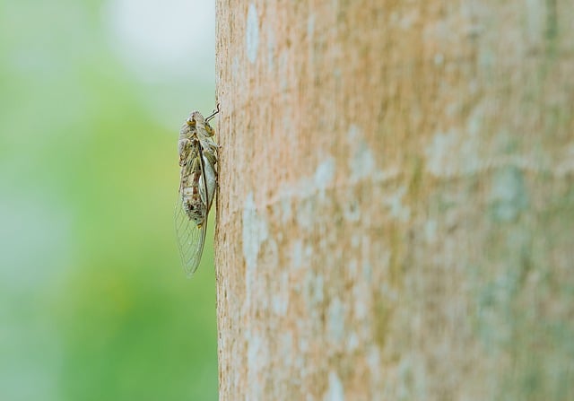 Free download insect cicadas entomology species free picture to be edited with GIMP free online image editor