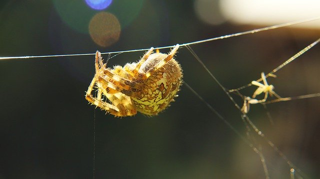 Free download Insect Cobweb Macro -  free photo or picture to be edited with GIMP online image editor