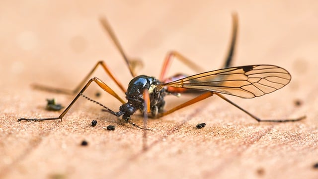 Free download insect crested cranefly schnake free picture to be edited with GIMP free online image editor