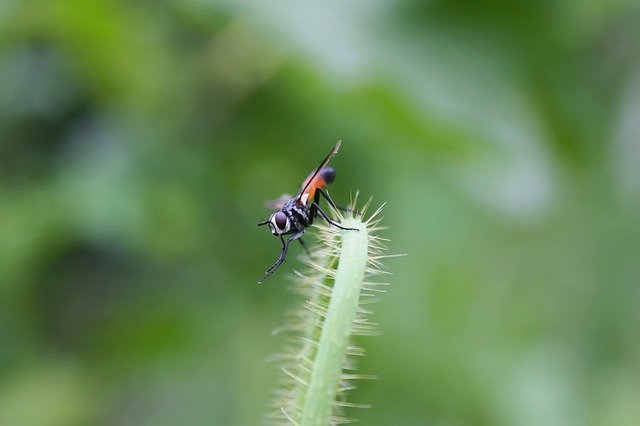 Free download insect cylindromyia plant fly free picture to be edited with GIMP free online image editor