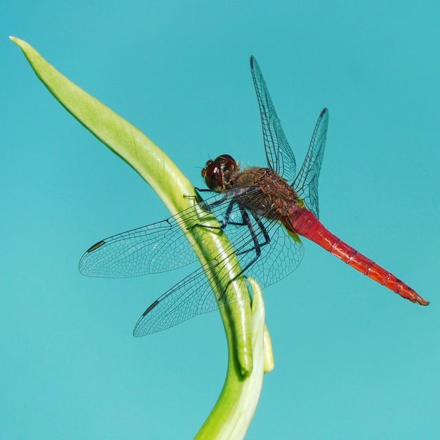 Free download insect dragonfly entomology species free picture to be edited with GIMP free online image editor