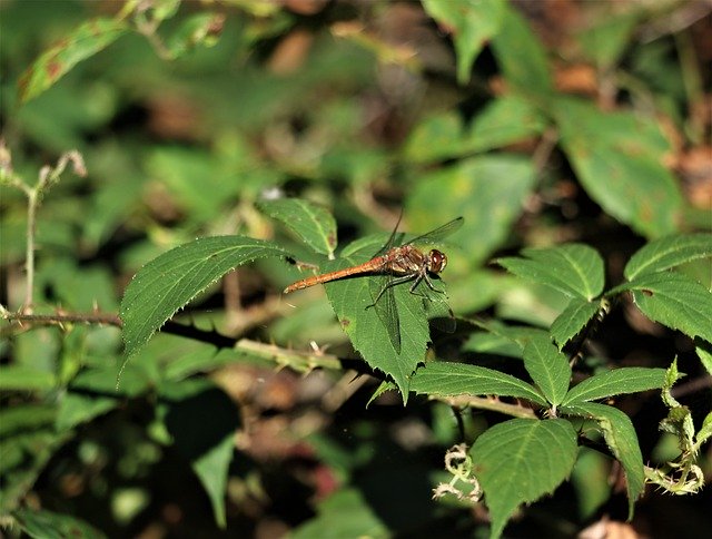 Free download Insect Dragon Fly Wings -  free photo or picture to be edited with GIMP online image editor