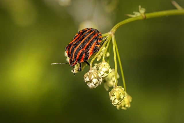 Free download insect entomology beetle free picture to be edited with GIMP free online image editor