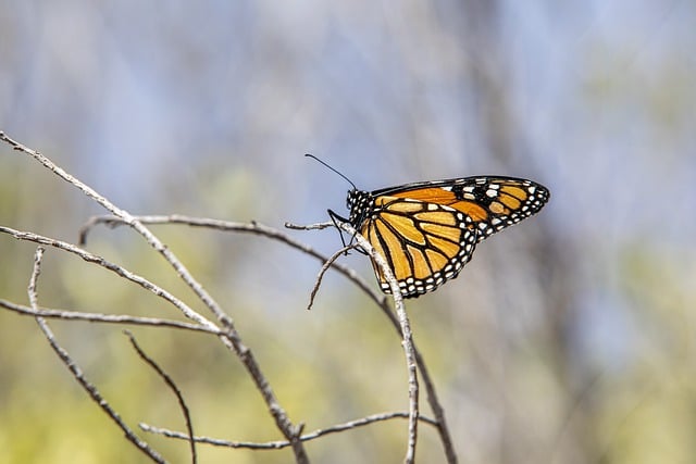 Free download insect entomology butterfly macro free picture to be edited with GIMP free online image editor