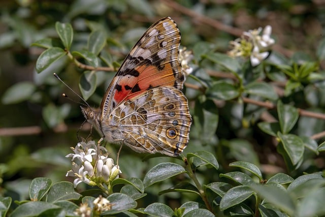 Free download insect entomology butterfly wings free picture to be edited with GIMP free online image editor