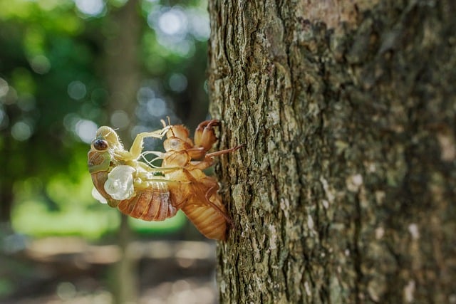 Free download insect entomology cicadas nature free picture to be edited with GIMP free online image editor