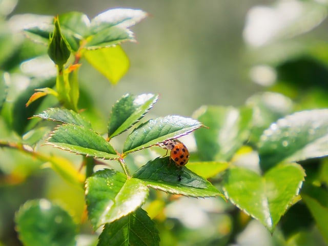 Free download insect entomology ladybug free picture to be edited with GIMP free online image editor