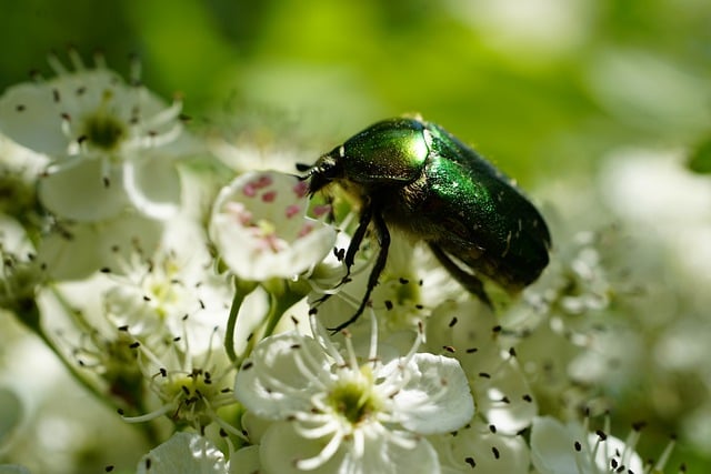 Free download insect entomology rose chafer free picture to be edited with GIMP free online image editor