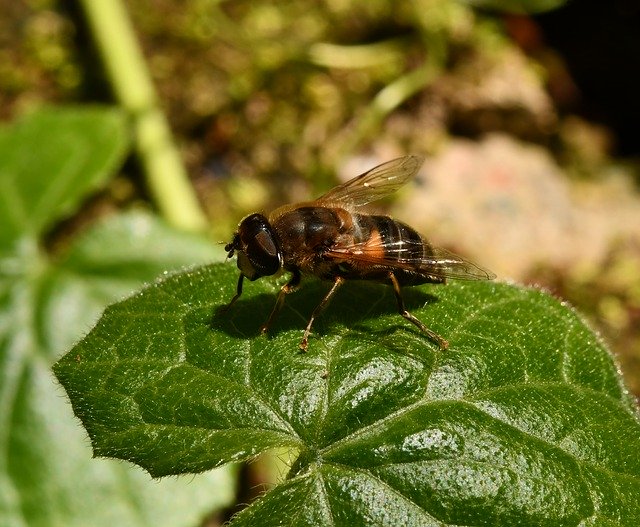 Free download Insect Eristalis Fly -  free photo or picture to be edited with GIMP online image editor