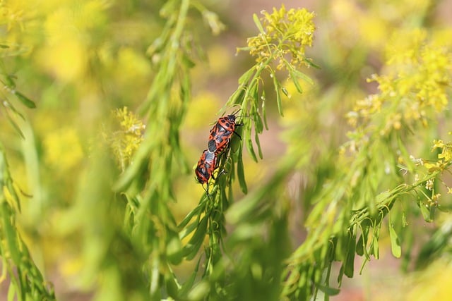 Free download insect eurydema ornata entomology free picture to be edited with GIMP free online image editor