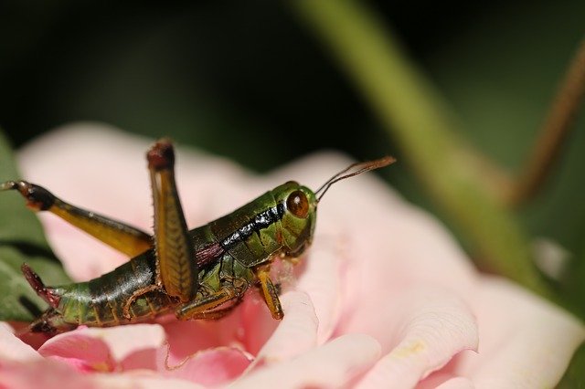 Free download Insect Flowers Garden -  free photo or picture to be edited with GIMP online image editor