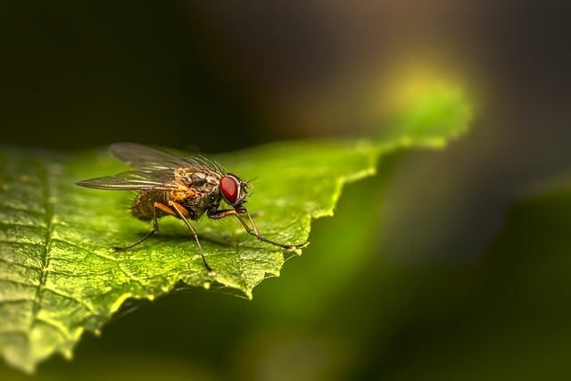 Free download insect fly bug wildlife nature free picture to be edited with GIMP free online image editor