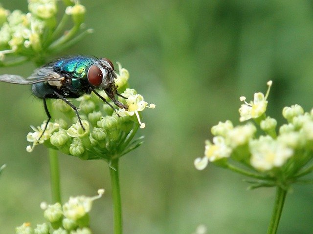 Free download Insect Fly Tongue Licking -  free free photo or picture to be edited with GIMP online image editor