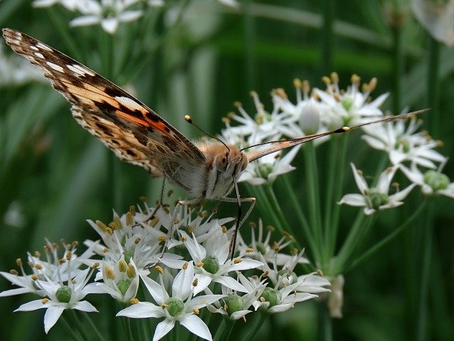 Free download Insect Forest Flowering Plant -  free photo or picture to be edited with GIMP online image editor