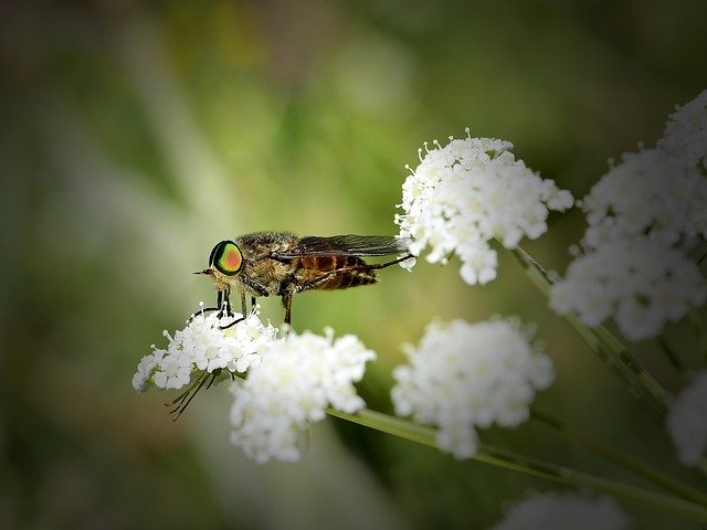 Free download Insect Gadfly Nature -  free photo or picture to be edited with GIMP online image editor