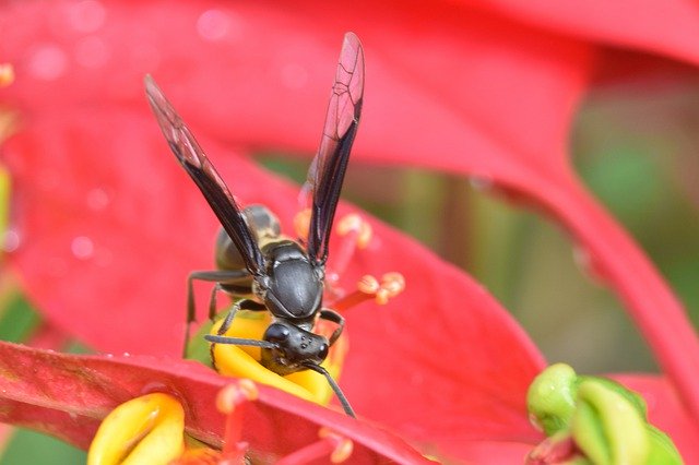 Free download Insect Hornet Flower -  free photo or picture to be edited with GIMP online image editor