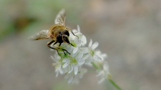 Free download insect hoverfly flower macro bokeh free picture to be edited with GIMP free online image editor