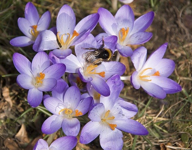 Free download Insect Hummel Crocus -  free photo or picture to be edited with GIMP online image editor