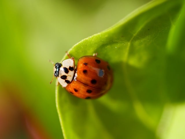 Free download insect ladybug entomology macro free picture to be edited with GIMP free online image editor