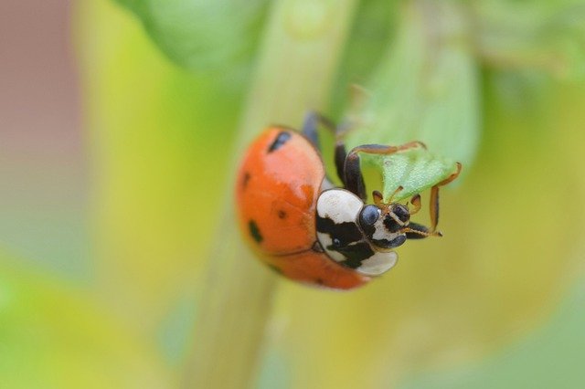 Free download Insect Ladybug Nature -  free photo or picture to be edited with GIMP online image editor