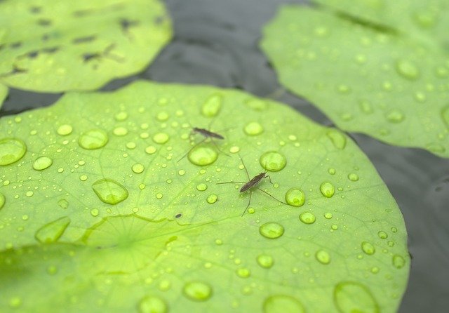 Free download Insect Lotus Green -  free photo or picture to be edited with GIMP online image editor