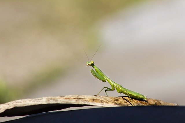 Free download Insect Mantis Green -  free photo or picture to be edited with GIMP online image editor