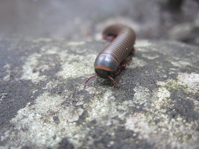 Free download Insect Millipede Nature -  free photo or picture to be edited with GIMP online image editor