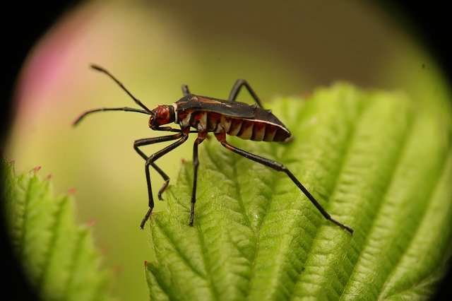 Free download Insect Nature Bug Bed -  free photo or picture to be edited with GIMP online image editor